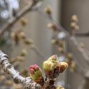 은파호수공원 9-5 | [군산 여행] 애견 동반 벚꽃 명소 '은파호수공원' 산책 후기 : 마음이와 함께 걷는 봄꽃길