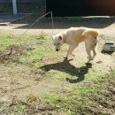 까치말진돗개농장 이미지