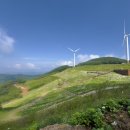 도전아우라지 화장실 | 육백마지기 샤스타데이지 연도별 개화시기 - 2025년 6월, 실제 방문 후 과장 없는 솔직 후기