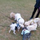 강아지 친구 이미지