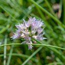 차이브(Chives, 학명: Allium schoenoprasum) 이미지