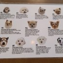 피터펫카페본점 이미지