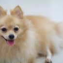 복슬강아지 이미지