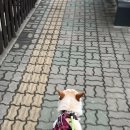 현대정육유통 이미지