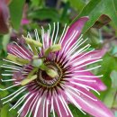 열매이야기 이미지