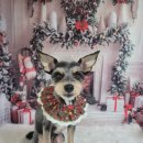 아보네 멍빌리지 이미지