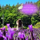 느티나무cafe | [양산] 양산 느티나무의 사랑 카페 🪻💜🤍 • 국내 5월 6월 축제 라벤더 팜, 라벤더 축제 예약 방법...