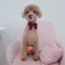 가위세상 - 북구 | 익산애견미용 유목민 모현동 꼬순내 11살 푸들 가위컷 후기