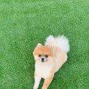 이마트24천안농수산점 - 33836 | 안면도 꼰띠고 애견펜션, 신축애견펜션 재방문하고싶다!