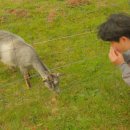 송아목장 이미지