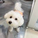 조이 애견 유치원 이미지