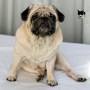 증평가정견훈련소 | 강아지 퍼그 불독 차이 정리! 성격 수명 분양 가격