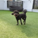 댕댕댕 유치원 이미지