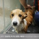 그레잇도그