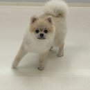 도니바니 이미지