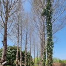 팜카밀레 이미지