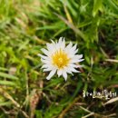 꽃을만나다 이미지