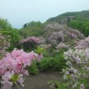 철쭉동산 이미지