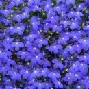 # 반려 식물 _ 로벨리아 Lobelia erinus 꽃말 및 개화 시기 번식 키우는 방법 후기 일지 기록