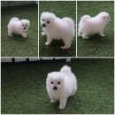 아지야스튜디오 | 강아지분양, 애견분양 아지야