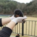 노블라인 도베르만 이미지