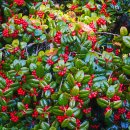 가시나무공원 이미지