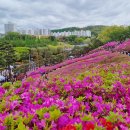 군포 철쭉축제 방문후기 군포 철쭉동산 초막골생태공원 주차 팁