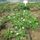 하얀농장 이미지