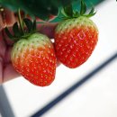 한솜농장 이미지