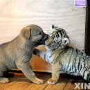 하룻강아지 이미지