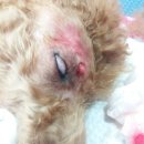 용원동물병원 이미지