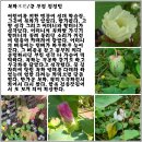 목화 이미지