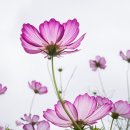 한글중급 이미지