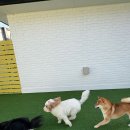 댕댕이 유치원 | 판교애견유치원 우리 댕댕이가 좋아하는 헬로우버디 판교밸리점 후기