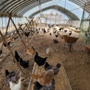 계두농장 | 턱보청계 분양해가셔서 키우신 고객님 후기