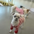 댕겨올개 이미지