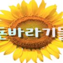 돈바라기 이미지