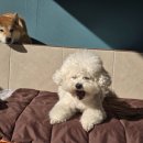 두류댕댕 이미지