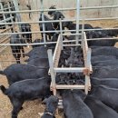 동산흑염소농장 이미지