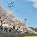 상맹방1리마을회관 | 2026년 삼척 맹방 유채꽃축제 후기