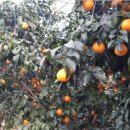 월광농장 이미지