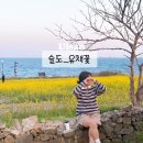 4월 울산 슬도 유채꽃 실시간 개화 상태 공유 해질녘 방문 후기