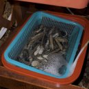 태안 머드캠프 펜션 | [태안] 갯벌체험과 애견 동반이 가능한 힐링으로 최고 가성비 가족여행 펜션, 태안머드캠프펜션