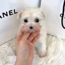 드림독 강아지분양 안심분양센터 잠실점 이미지