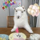 오해피댕 이미지