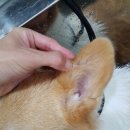 샤워앤독 이미지