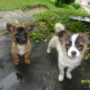 영식농장 이미지