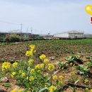 영락리 마을회관 | <제주부동산> 서귀포시 대정읍 영락리, 토지 매매