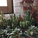 설록원 - 경주시 중앙로34번길 5 | 경주카페:: 분위기 좋은 찻집 :: 경주설록원