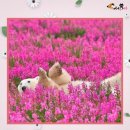 봄이 왔나 봄 이미지